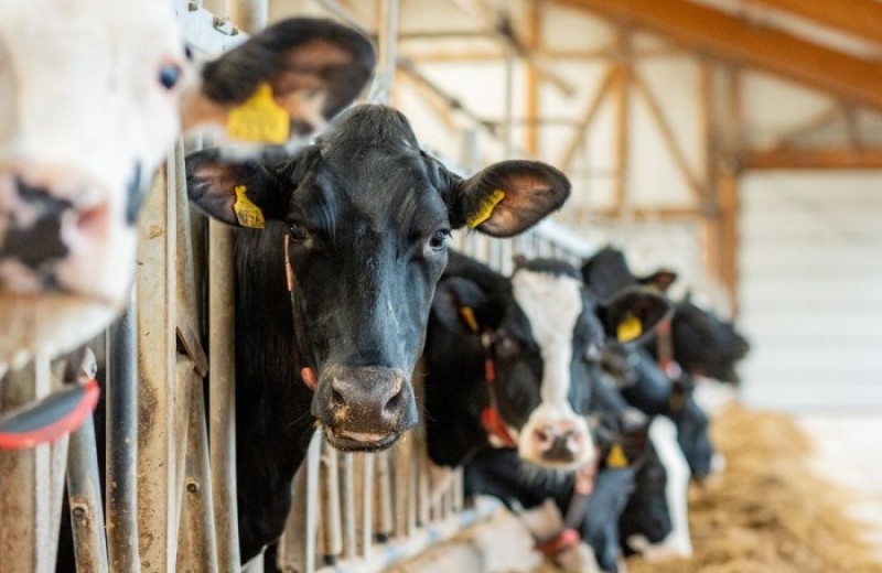 OSI Poland Foodworks - Pogłowie bydła w Polsce - aktualne dane i struktura stad